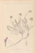 Herbier de la flore française Pl0412 - Louis Antoine Cusin — widok dzieła