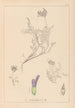 Herbier de la flore française Pl0413 - Louis Antoine Cusin — widok dzieła