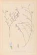 Herbier de la flore française Pl0414 - Louis Antoine Cusin — widok dzieła