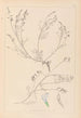 Herbier de la flore française Pl0415 - Louis Antoine Cusin — widok dzieła