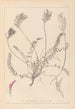 Herbier de la flore française Pl0416 - Louis Antoine Cusin — widok dzieła