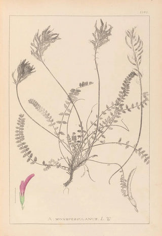 Louis Antoine Cusin - Herbier de la flore franaise Pl0416.webp