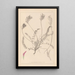 Herbier de la flore française Pl0416 - Louis Antoine Cusin — oprawiony obraz na ścianie