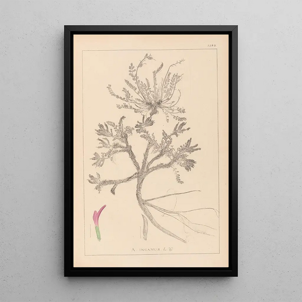 Louis Antoine Cusin - Herbier de la flore franaise Pl0417.webp