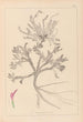 Herbier de la flore française Pl0417 - Louis Antoine Cusin — widok dzieła