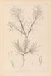 Herbier de la flore française Pl0419 - Louis Antoine Cusin — widok dzieła