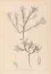 Herbier de la flore française Pl0420 - Louis Antoine Cusin — widok dzieła