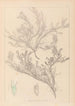 Herbier de la flore française Pl0421 - Louis Antoine Cusin — widok dzieła