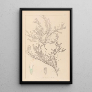 Louis Antoine Cusin - Herbier de la flore franaise Pl0421.webp