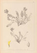 Herbier de la flore française Pl0422 - Louis Antoine Cusin — widok dzieła
