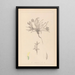 Herbier de la flore française Pl0423 - Louis Antoine Cusin — oprawiony obraz na ścianie