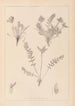 Herbier de la flore française Pl0424 - Louis Antoine Cusin — widok dzieła