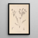 Herbier de la flore française Pl0424 - Louis Antoine Cusin — oprawiony obraz na ścianie