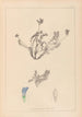 Herbier de la flore française Pl0425 - Louis Antoine Cusin — widok dzieła