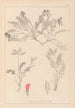 Herbier de la flore française Pl0427 - Louis Antoine Cusin — widok dzieła