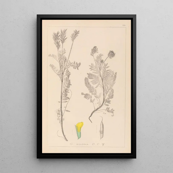 Louis Antoine Cusin - Herbier de la flore franaise Pl0428.webp