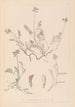 Herbier de la flore française Pl0429 - Louis Antoine Cusin — widok dzieła