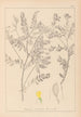 Herbier de la flore française Pl0430 - Louis Antoine Cusin — widok dzieła
