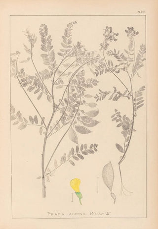 Louis Antoine Cusin - Herbier de la flore franaise Pl0430.webp