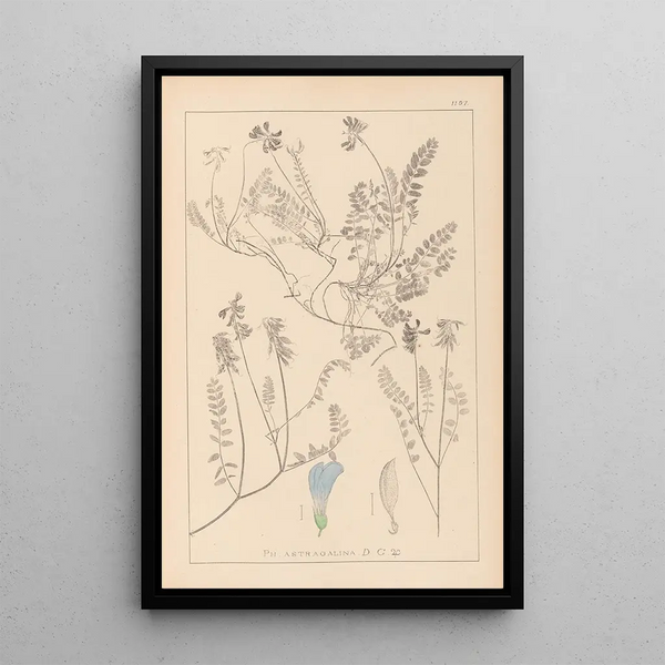 Louis Antoine Cusin - Herbier de la flore franaise Pl0431.webp