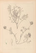 Herbier de la flore française Pl0432 - Louis Antoine Cusin — widok dzieła