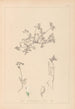 Herbier de la flore française Pl0433 - Louis Antoine Cusin — widok dzieła