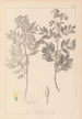 Herbier de la flore française Pl0434 - Louis Antoine Cusin — widok dzieła