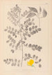 Herbier de la flore française Pl0436 - Louis Antoine Cusin — widok dzieła
