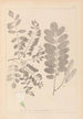 Herbier de la flore française Pl0437 - Louis Antoine Cusin — widok dzieła