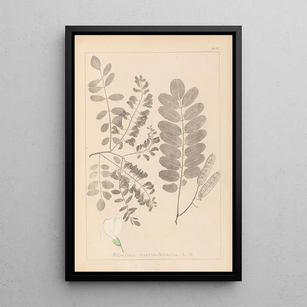 Louis Antoine Cusin - Herbier de la flore franaise Pl0437.webp