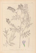 Herbier de la flore française Pl0438 - Louis Antoine Cusin — widok dzieła