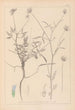Herbier de la flore française Pl0440 - Louis Antoine Cusin — widok dzieła