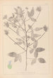 Herbier de la flore française Pl0441 - Louis Antoine Cusin — widok dzieła