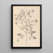 Herbier de la flore française Pl0441 - Louis Antoine Cusin — oprawiony obraz na ścianie