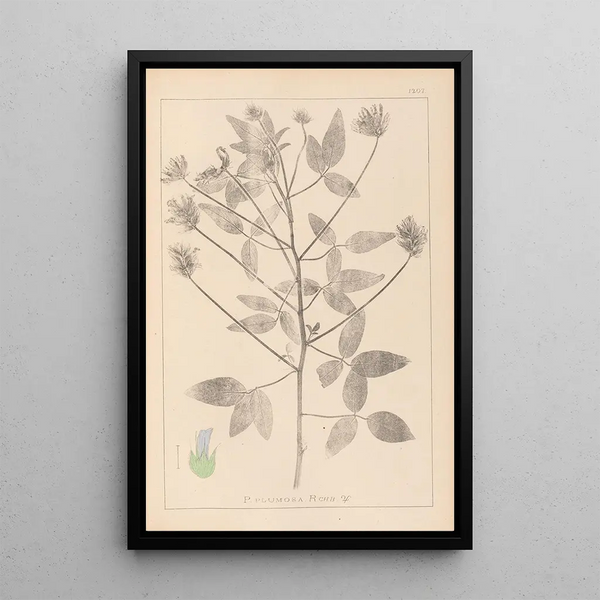Louis Antoine Cusin - Herbier de la flore franaise Pl0441.webp