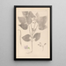 Herbier de la flore française Pl0442 - Louis Antoine Cusin — oprawiony obraz na ścianie