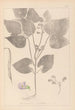 Herbier de la flore française Pl0442 - Louis Antoine Cusin — widok dzieła