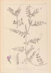 Herbier de la flore française Pl0443 - Louis Antoine Cusin — widok dzieła