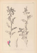 Herbier de la flore française Pl0444 - Louis Antoine Cusin — widok dzieła
