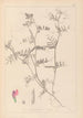 Herbier de la flore française Pl0445 - Louis Antoine Cusin — widok dzieła