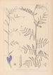 Herbier de la flore française Pl0446 - Louis Antoine Cusin — widok dzieła