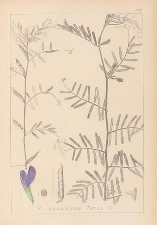 Louis Antoine Cusin - Herbier de la flore franaise Pl0446.webp