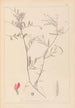 Herbier de la flore française Pl0447 - Louis Antoine Cusin — widok dzieła
