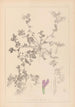 Herbier de la flore française Pl0449 - Louis Antoine Cusin — widok dzieła