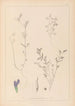Herbier de la flore française Pl0450 - Louis Antoine Cusin — widok dzieła