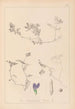 Herbier de la flore française Pl0451 - Louis Antoine Cusin — widok dzieła