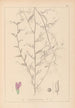 Herbier de la flore française Pl0453 - Louis Antoine Cusin — widok dzieła