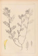 Herbier de la flore française Pl0454 - Louis Antoine Cusin — widok dzieła