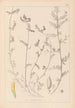 Herbier de la flore française Pl0456 - Louis Antoine Cusin — widok dzieła