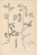 Herbier de la flore française Pl0459 - Louis Antoine Cusin — widok dzieła